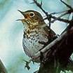 Swainson's Thrush